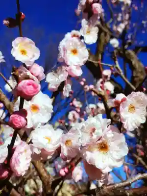 瑞円寺(東京都)