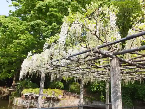 玉敷神社の自然