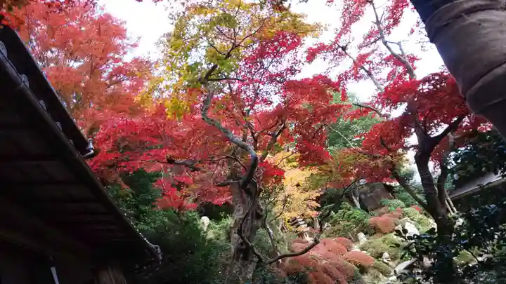 柳谷観音 楊谷寺の自然