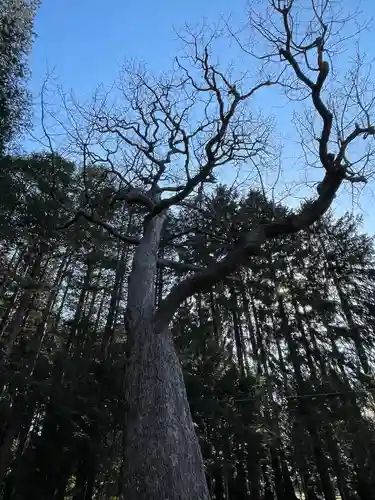 開拓神社の自然