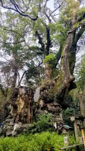 來宮神社(静岡県)