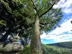 春日神社(奈良県)