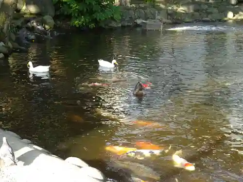 平塚八幡宮の動物