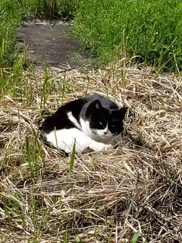 白金氷川神社の動物