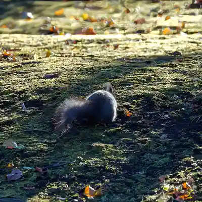 美幌神社(北海道)