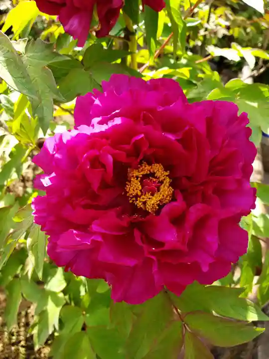 禅定院(東京都)