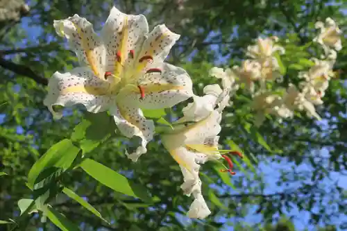 鹿島大神宮の自然
