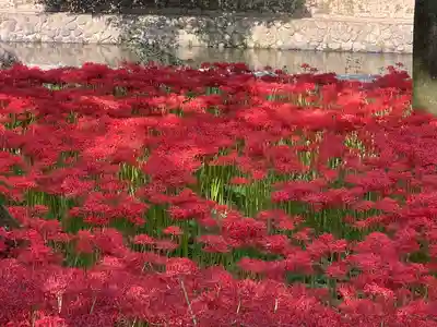 高麗神社(埼玉県)