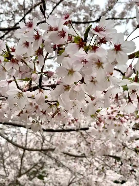恩智神社(大阪府)