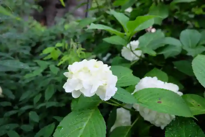 極楽寺(霊鷲山感應院極楽律寺)の自然