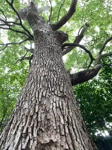 伊勢山皇大神宮(神奈川県)