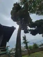 香取神社の自然