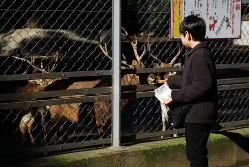 鹿島神宮の動物