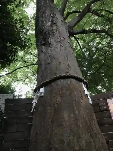 鎮守氷川神社の自然