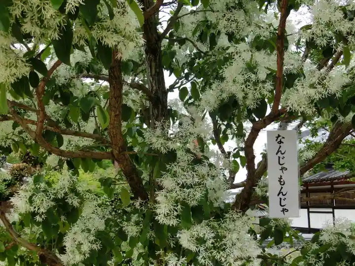 當麻寺西南院の自然