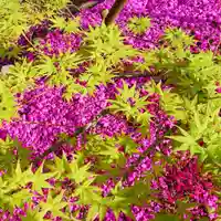 寿量山 速成寺の自然