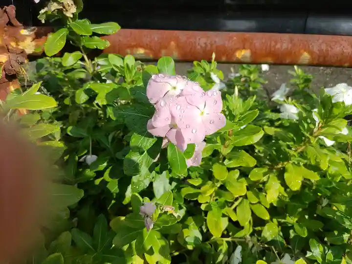 徳星寺(埼玉県)