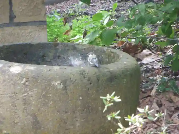 留辺蘂神社の動物