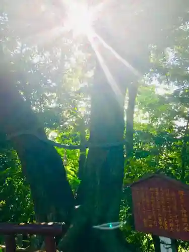 大鷲神社の自然