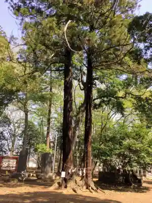 東蕗田天満社(茨城県)