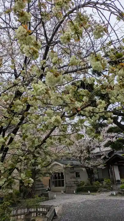墨染寺(桜寺)(京都府)