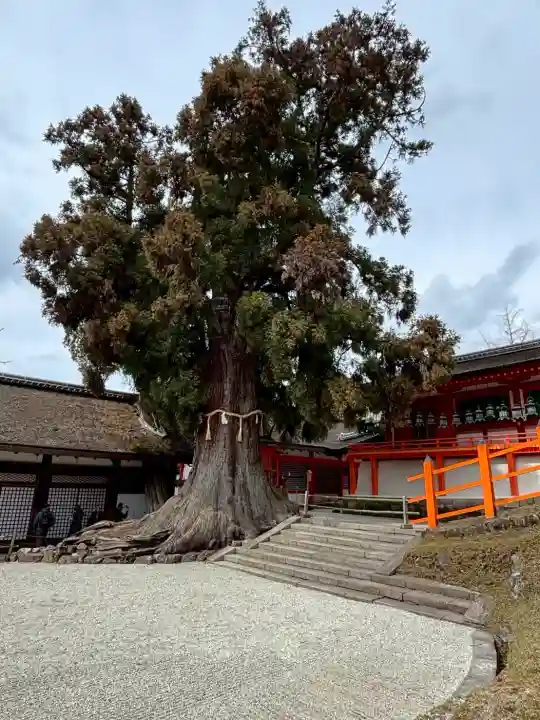 春日大社の{uncategorized: "未分類", other: "その他", undefined: "問題あり", building: "その他建物", grave: "お墓", sacred_gate: "鳥居", guardian: "狛犬", statue: "像", buddha: "仏像", history: "歴史", nature: "自然", garden: "庭園", animal: "動物", pagoda: "塔", temizu: "手水舎", mountain_gate: "山門・神門", sanctuary: "本殿・本堂", subordinate: "末社・摂社", art: "芸術", scenery: "景色", jizo: "地蔵", ema: "絵馬", goshuin: "御朱印", omikuji: "おみくじ", items: "授与品その他", amulet: "お守り", goshuincho: "御朱印帳", eats: "食事", festival: "お祭り", votive_dance: "神楽", shichigosan: "七五三参", wedding: "結婚式", experience: "体験その他", initially: "初詣", around: "周辺", anti_infection: "感染症対策"}