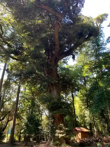 御靈神社の自然