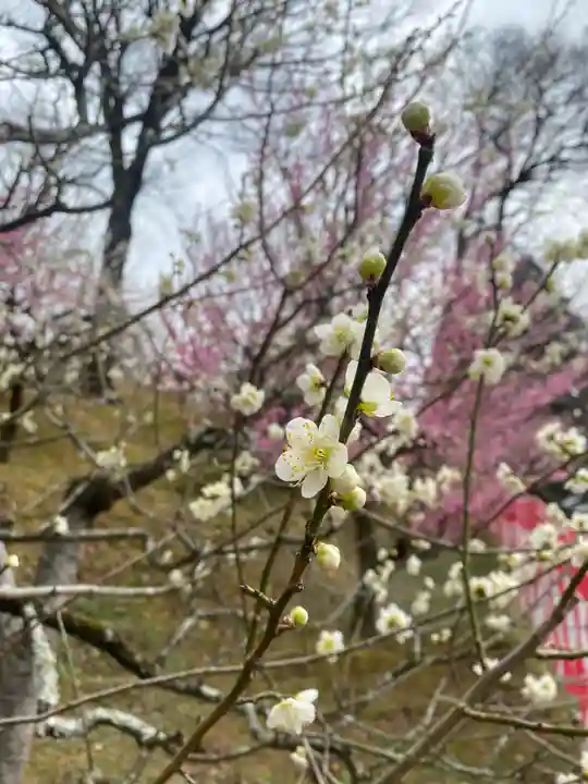 岩津天満宮(愛知県)