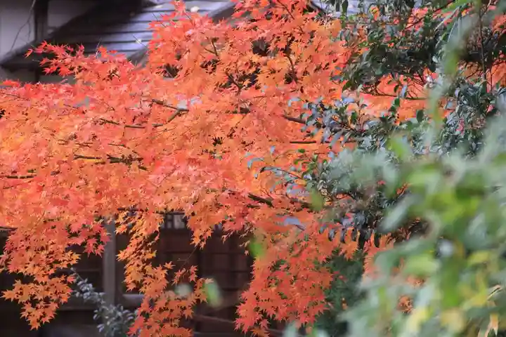 愛宕神社の自然