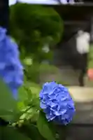 白山神社(東京都)