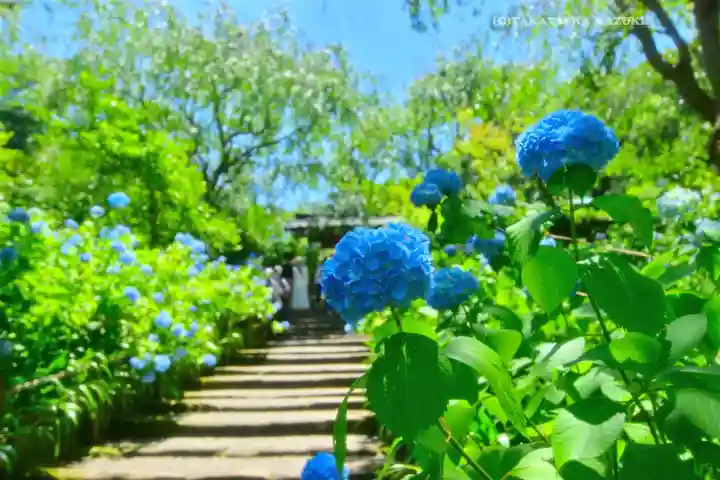 明月院(神奈川県)