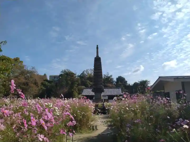 般若寺 ❁コスモス寺❁(奈良県)