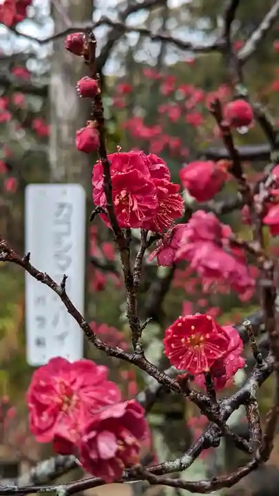 長岡天満宮(京都府)