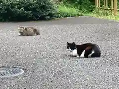 白金氷川神社の動物