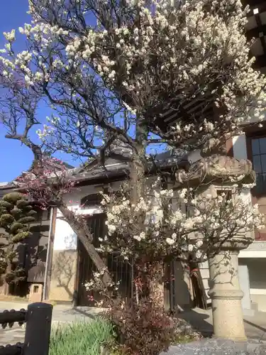 徳林寺の庭園