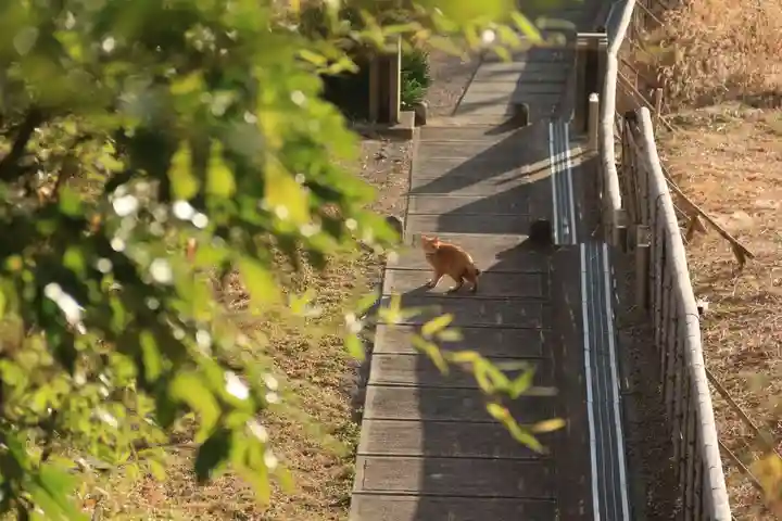 大六天麻王神社の動物
