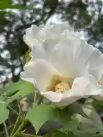 極楽寺(霊鷲山感應院極楽律寺)(神奈川県)