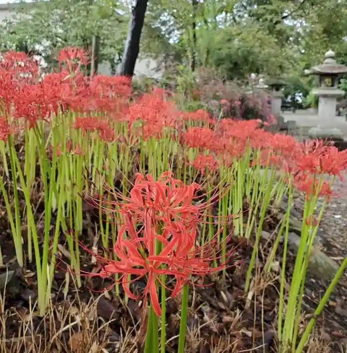 沙沙貴神社の自然