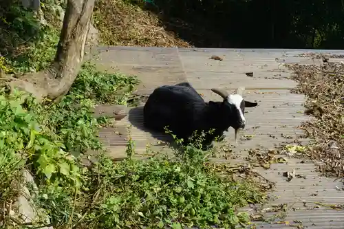 賀茂別雷神社の動物