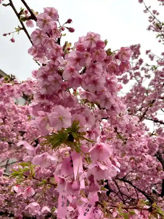 桜神宮(東京都)