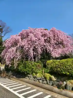 櫻木神社の{uncategorized: "未分類", other: "その他", undefined: "問題あり", building: "その他建物", grave: "お墓", sacred_gate: "鳥居", guardian: "狛犬", statue: "像", buddha: "仏像", history: "歴史", nature: "自然", garden: "庭園", animal: "動物", pagoda: "塔", temizu: "手水舎", mountain_gate: "山門・神門", sanctuary: "本殿・本堂", subordinate: "末社・摂社", art: "芸術", scenery: "景色", jizo: "地蔵", ema: "絵馬", goshuin: "御朱印", omikuji: "おみくじ", items: "授与品その他", amulet: "お守り", goshuincho: "御朱印帳", eats: "食事", festival: "お祭り", votive_dance: "神楽", shichigosan: "七五三参", wedding: "結婚式", experience: "体験その他", initially: "初詣", around: "周辺", anti_infection: "感染症対策"}