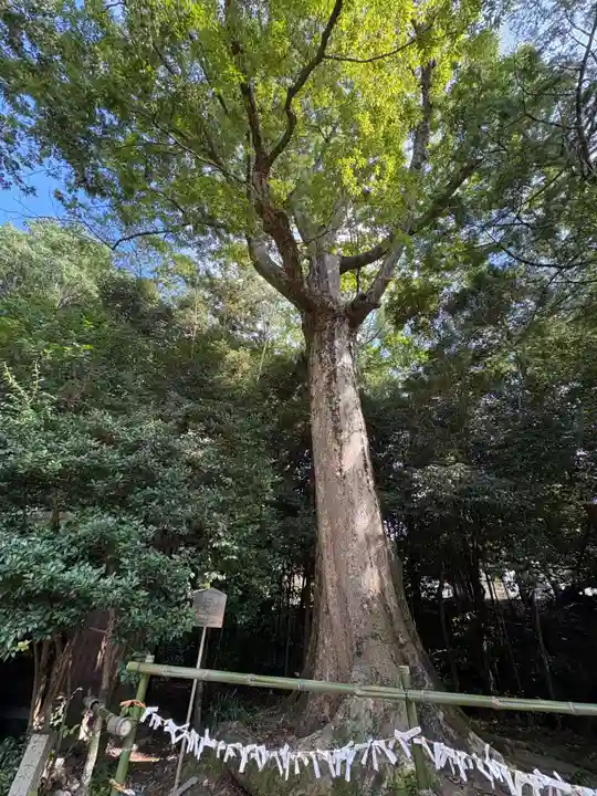 宇治上神社(京都府)
