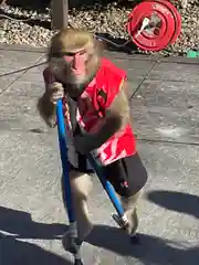 櫻木神社の動物