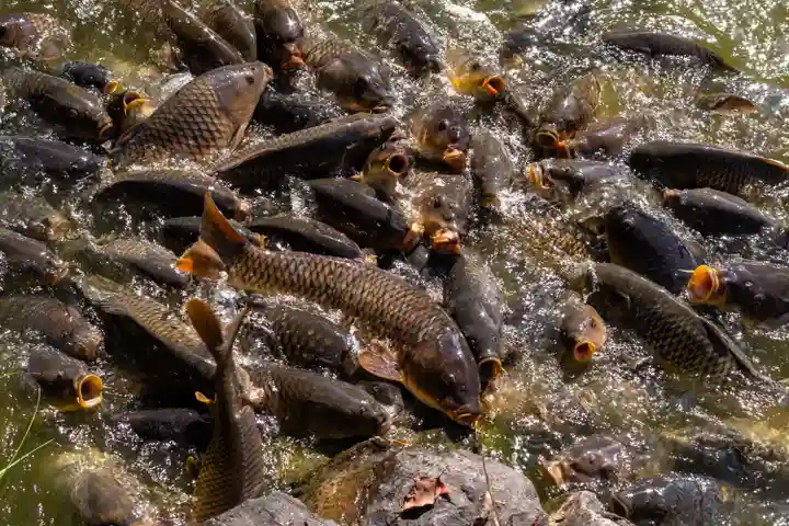 宗像大社(福岡県)