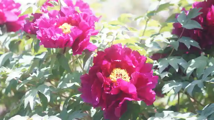 建仁寺(建仁禅寺)の自然