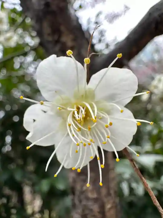 芝東照宮の自然