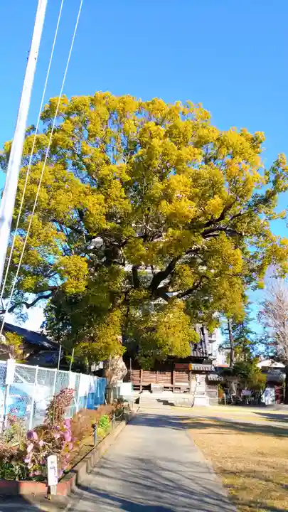 神明宮(諸神神社)の自然