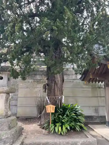 下田八幡神社(静岡県)