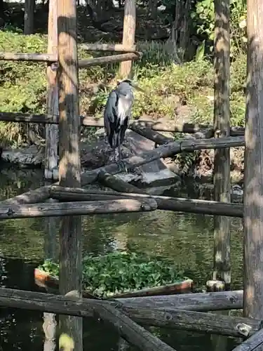 亀戸天神社の動物