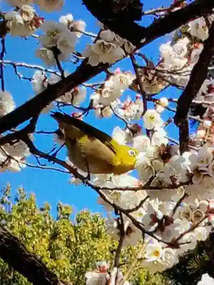 福蔵院(東京都)